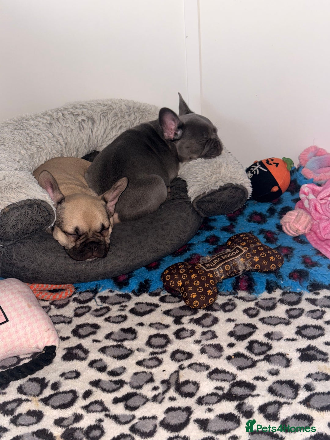 French Bulldog dogs for sale: 🐾Ready Now!! Adorable French Bulldog Puppies!  - Image 11