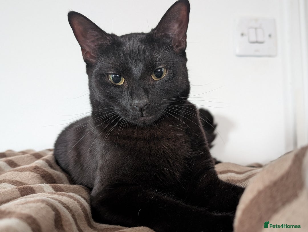 Mixed Breed cats for sale: All black and black/white kittens for sale - Image 8