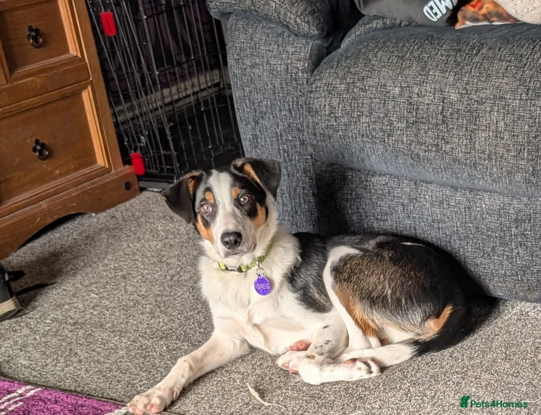 Border Collie dogs for sale: Beautiful male collie pup in Keighley - Advert 1