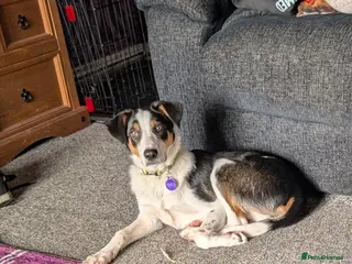 Border Collie dogs Beautiful male collie pup - Advert 8