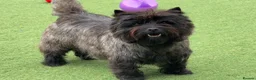 Cairn Terrier dogs for sale: KC pups off Health Tested parents, avail 11th Oct - Advert 9
