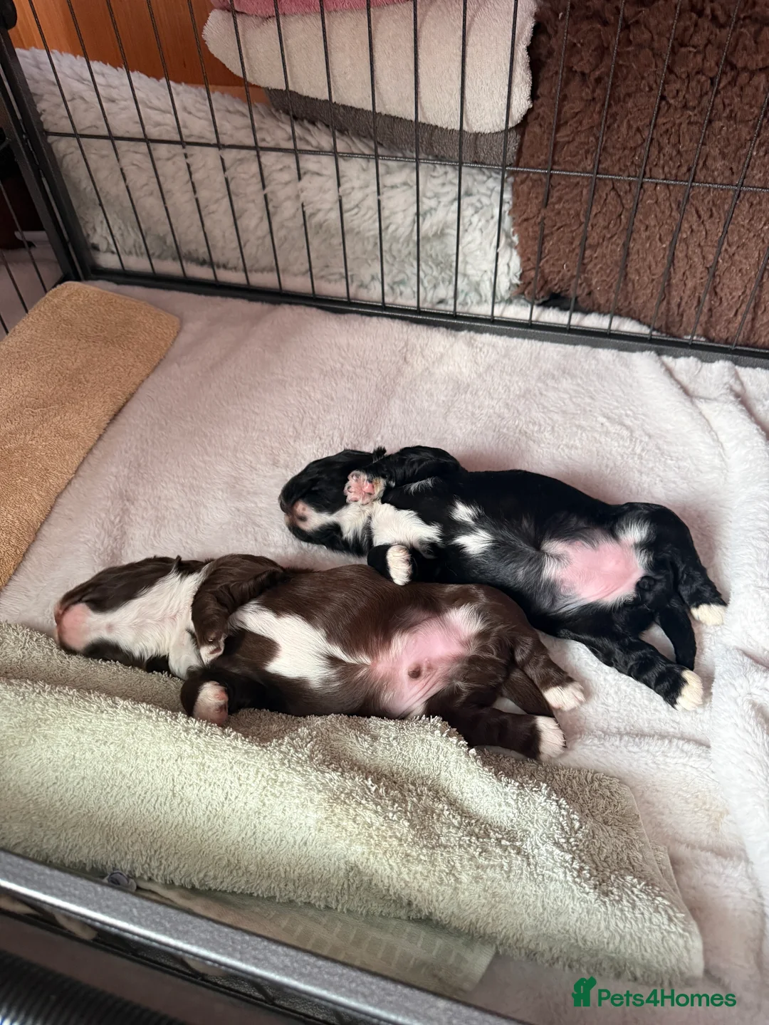 Cocker Spaniel dogs for sale: Beautiful cocker spaniels  - Advert 8