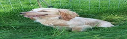 Cockapoo dogs for sale: Beautiful F1 Toy Cockapoo Puppies  - Advert 3