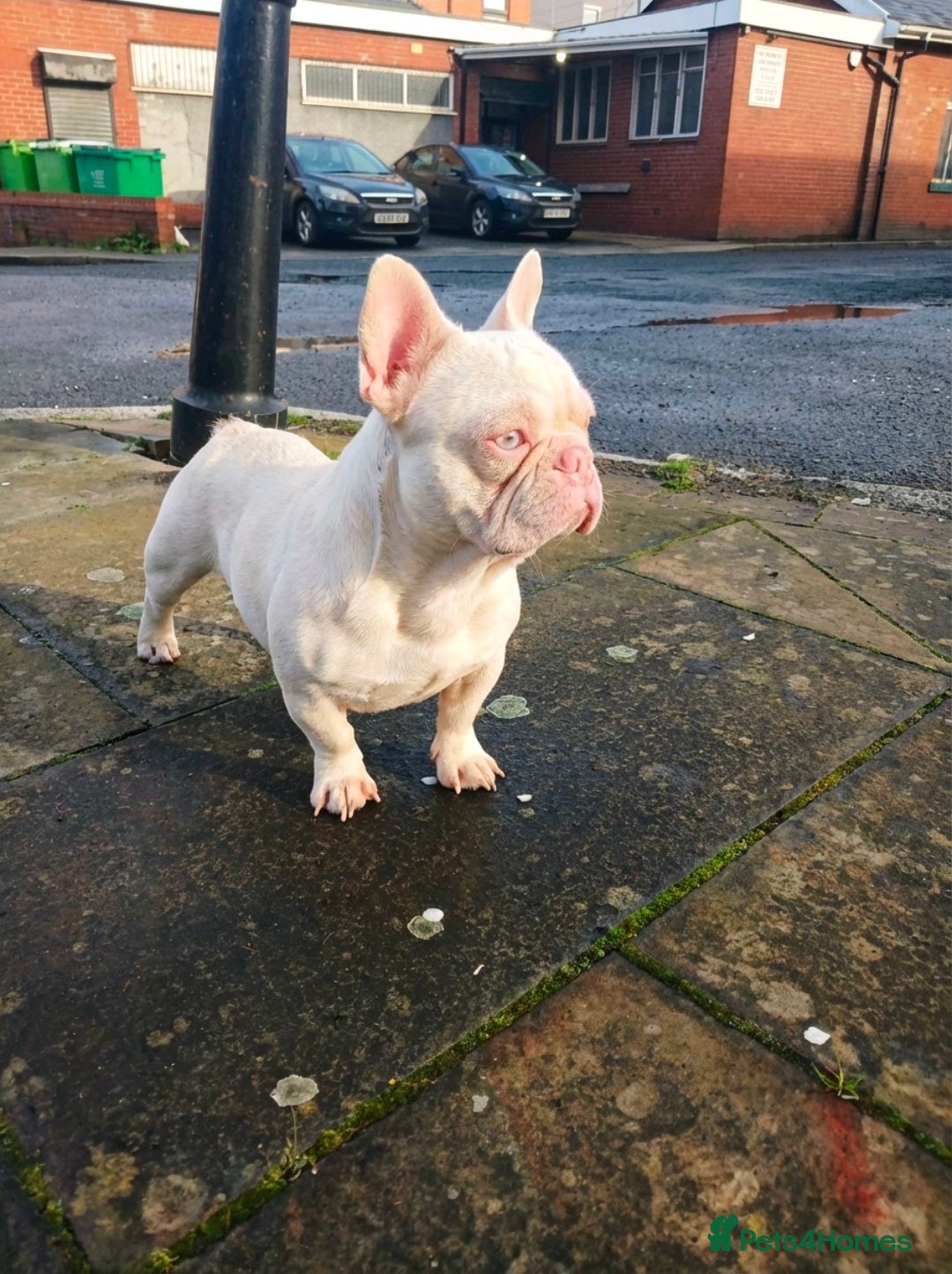 French Bulldog dogs for stud: BIG ARCHIE THE RARE PINK FRENCHIE  - Advert 1