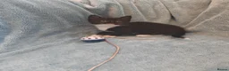 Mixed Breed cats for sale: Beautiful Kittens VIDEOS - Advert 32