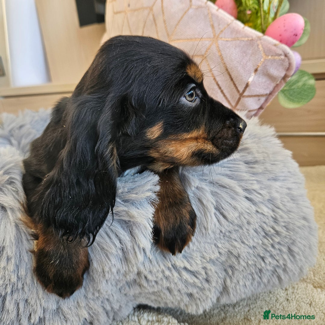 Cocker Spaniel dogs for sale: Stunning mix of working type cocker spaniels  - Advert 11