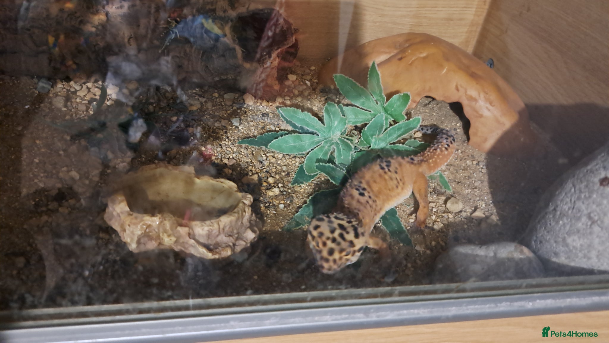 Gecko reptiles Beautiful Leopard geckos 3 available  - Advert 1