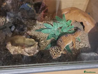 Gecko reptiles Beautiful Leopard geckos 3 available - Advert 1