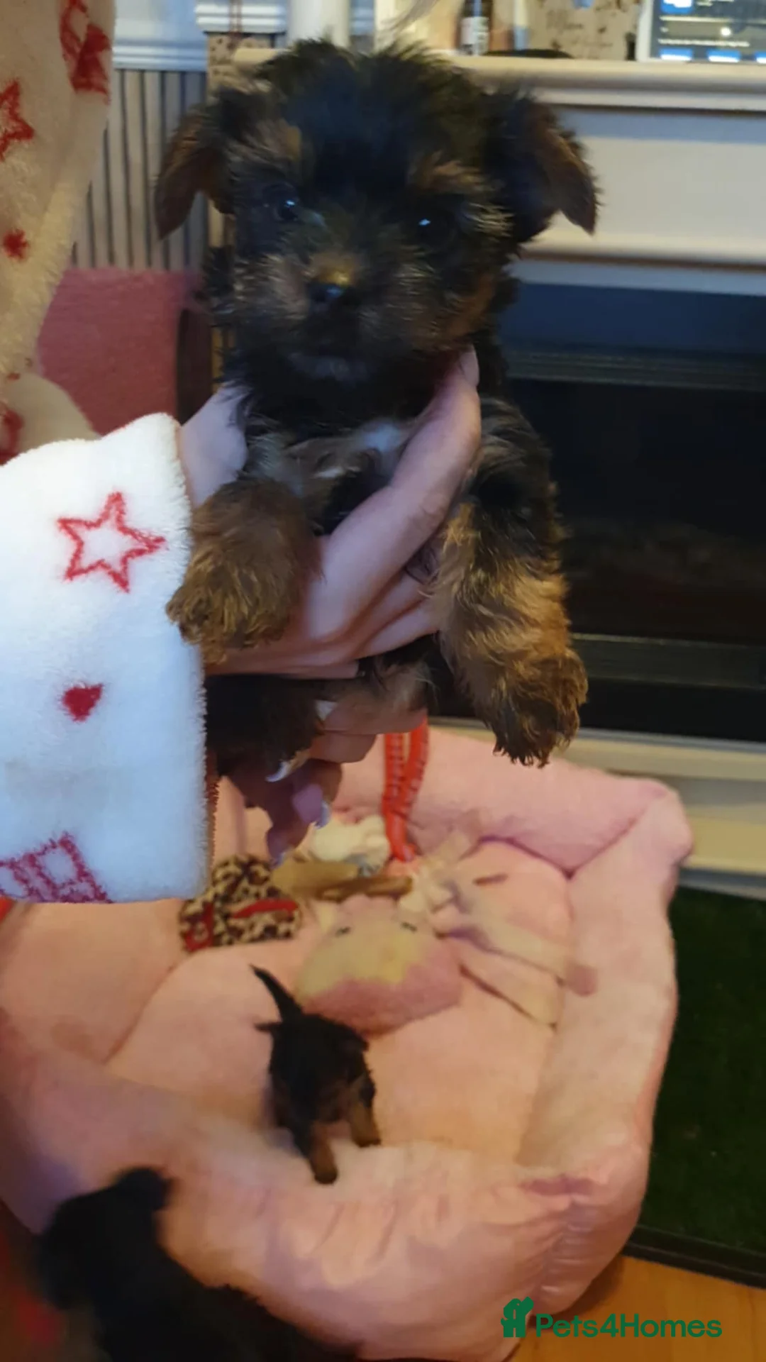Yorkshire Terrier dogs for sale: Yorkshire terrier puppies  - Advert 15