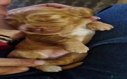 Cocker Spaniel dogs for sale: Charming English Show Cocker Spaniel Puppies  - Advert 34