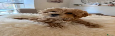 Maltipoo Puppy 4
