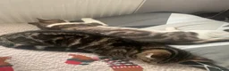 Mixed Breed cats for sale: Two cats looking for home in Daventry - Advert 1