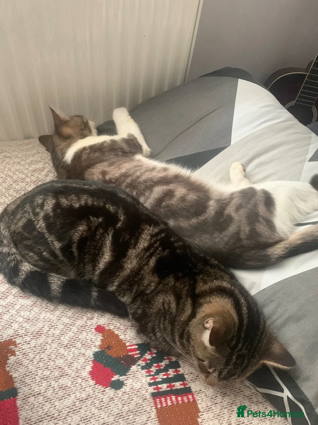 Mixed Breed cats for sale: Two cats looking for home in Daventry - Advert 1
