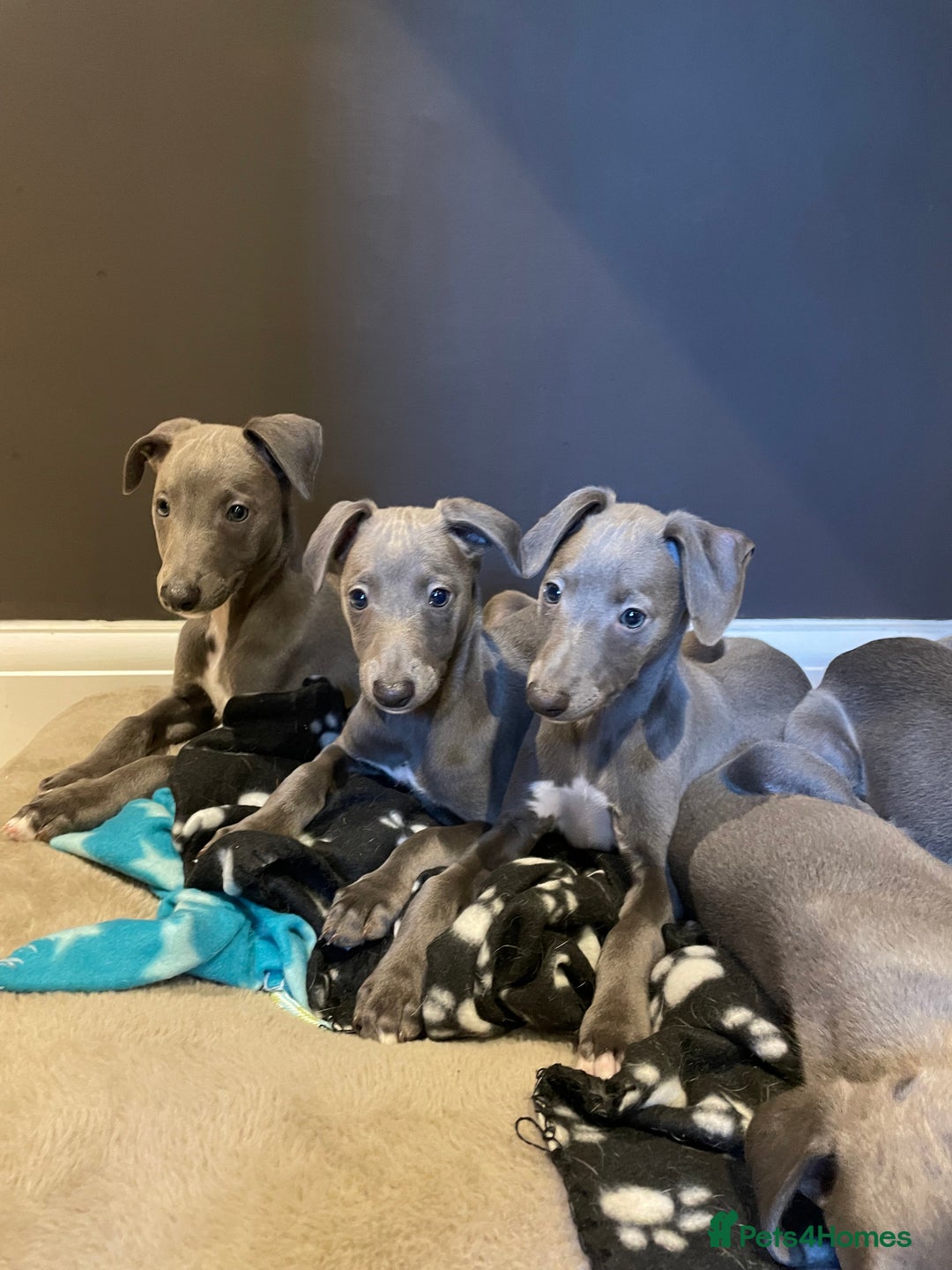 Whippet dogs for sale: 4 left, KC registered blue whippet puppies  - Image 10