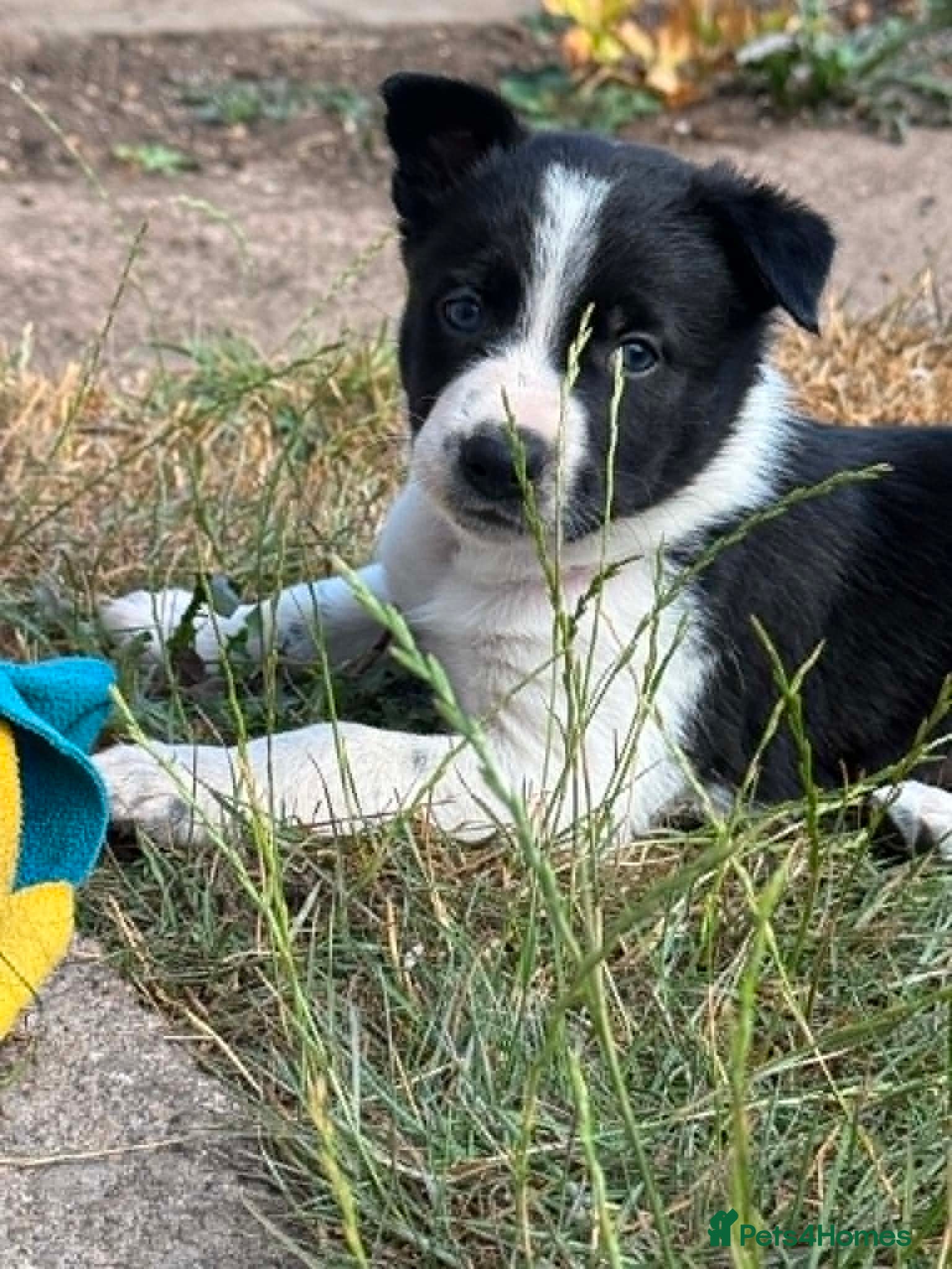 Border Collie dogs Fully Health Tested Border Collie Puppy For Sale - Advert 1