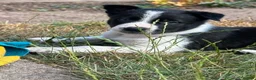 Border Collie dogs for sale: Fully Health Tested Border Collie Puppy For Sale in Coleford - Advert 13