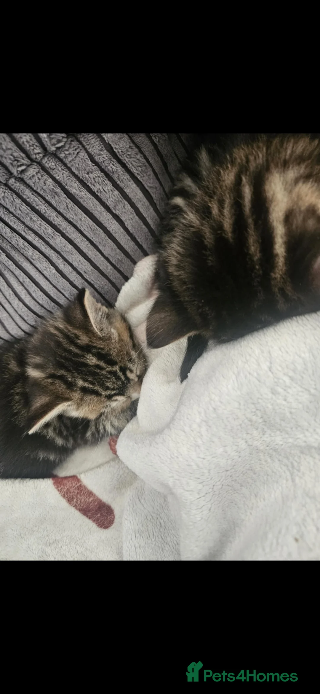 Mixed Breed cats for sale: Ethel 4 months old  - Advert 4