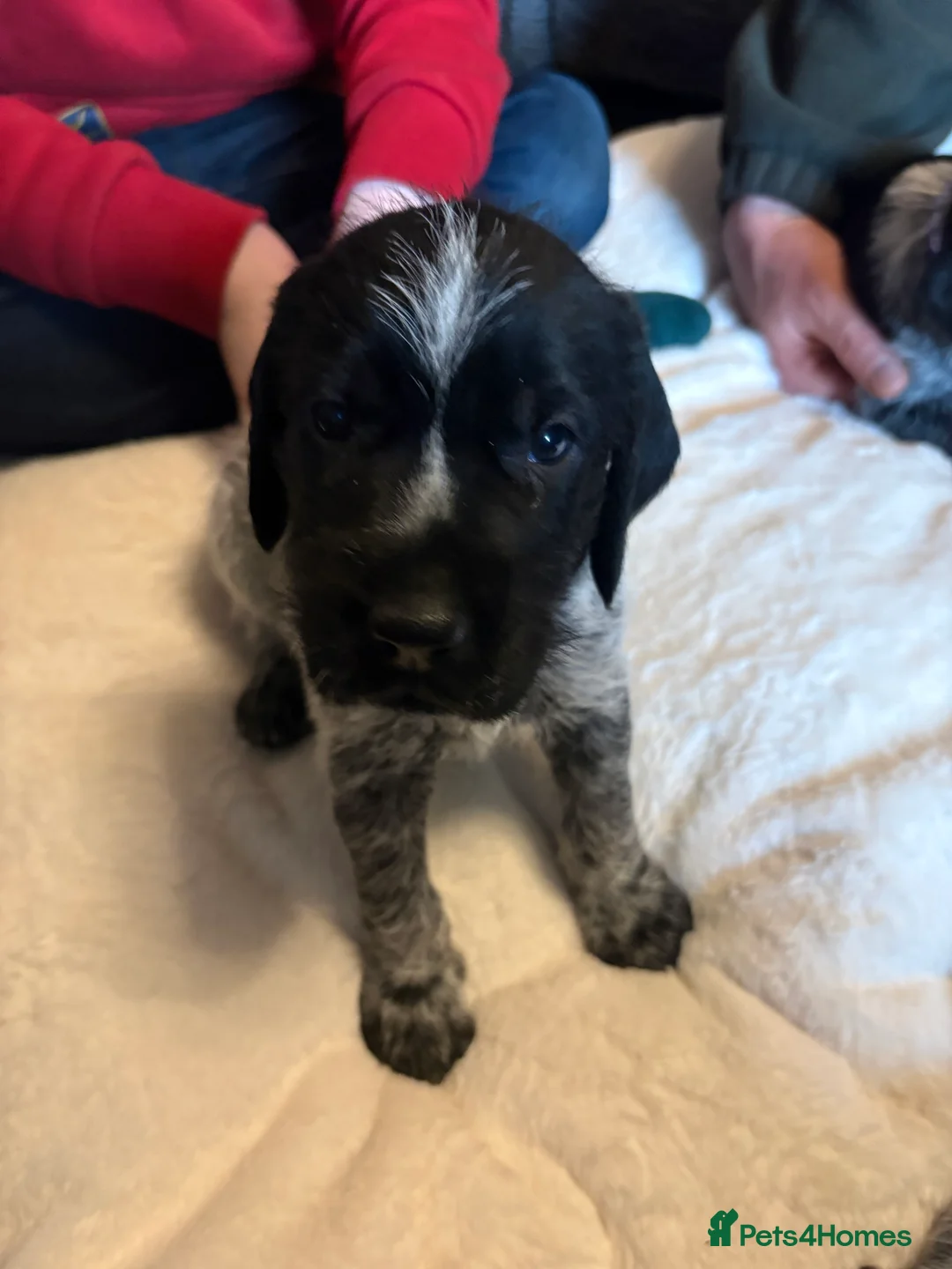 German Wirehaired Pointer dogs for sale: German wiredhaired pointer pups  - Advert 8