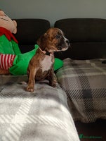 Mixed Breed dogs - Advert 3