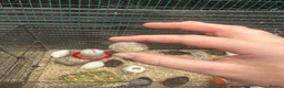 Quail poultry for sale: Mixed quail. 6 weeks old. Male and female.  - Advert 6