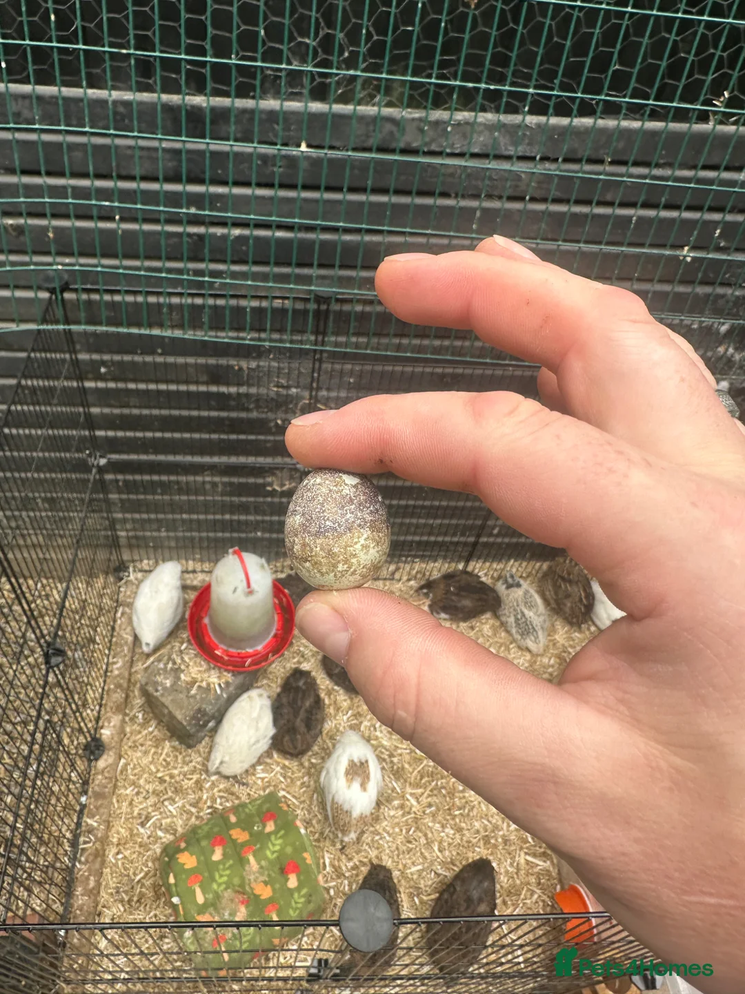 Quail poultry for sale: Mixed quail. 6 weeks old. Male and female.  - Advert 6