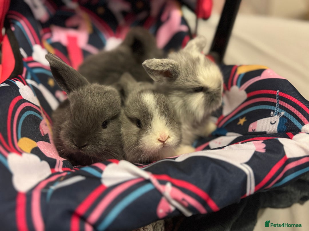 Mini Lop rabbits for sale: Extremely friendly mini lop babies for sale  - Image 10