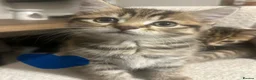 British Shorthair cats for sale: Beautiful litter of BSH with some lovely markings  in Preston - Advert 2