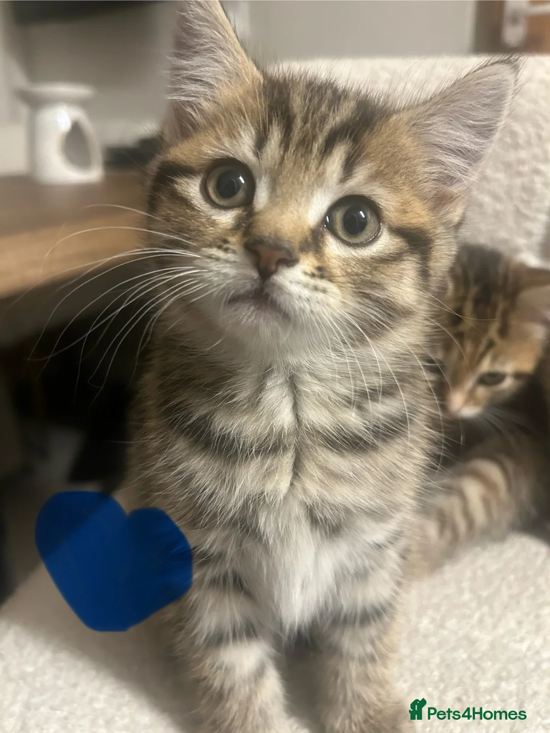 British Shorthair cats for sale: Beautiful litter of BSH with some lovely markings  in Preston - Advert 2