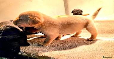 Labrador Retriever dogs Fox red, yellow & black working Labrador puppies  - Advert 7