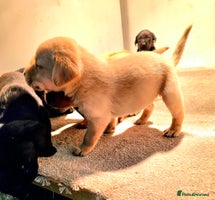 Labrador Retriever dogs Fox red, yellow & black working Labrador puppies - Advert 13