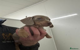 Miniature Dachshund dogs for sale: Miniature dachshunds ready for loving homes  - Advert 8