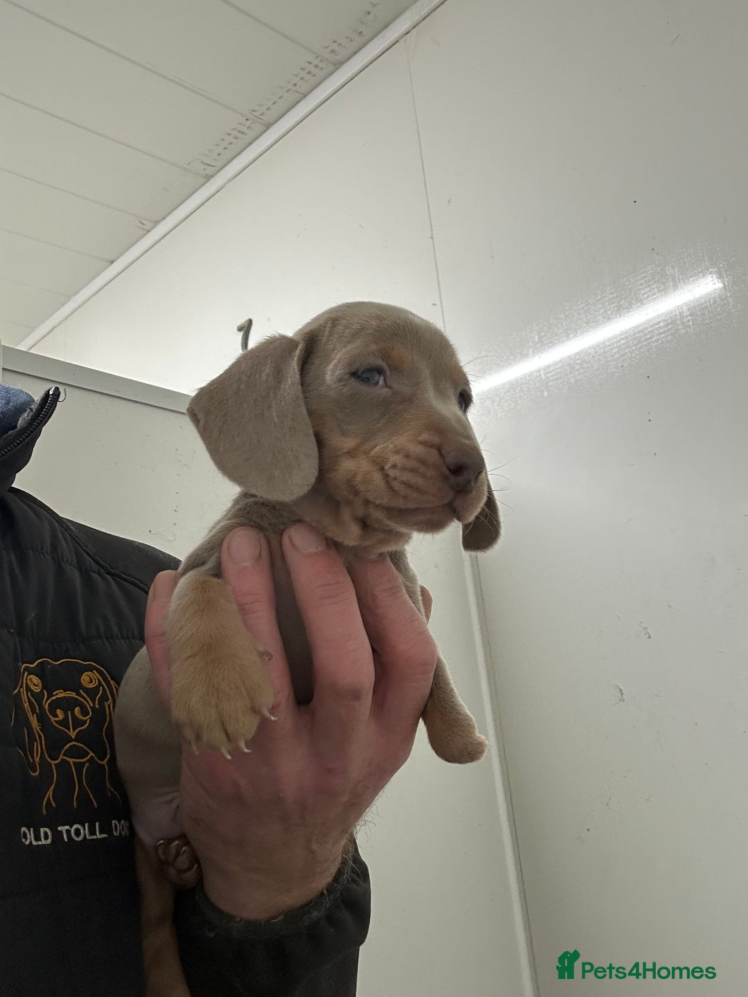 Miniature Dachshund dogs for sale: Miniature dachshunds ready for loving homes  - Advert 8