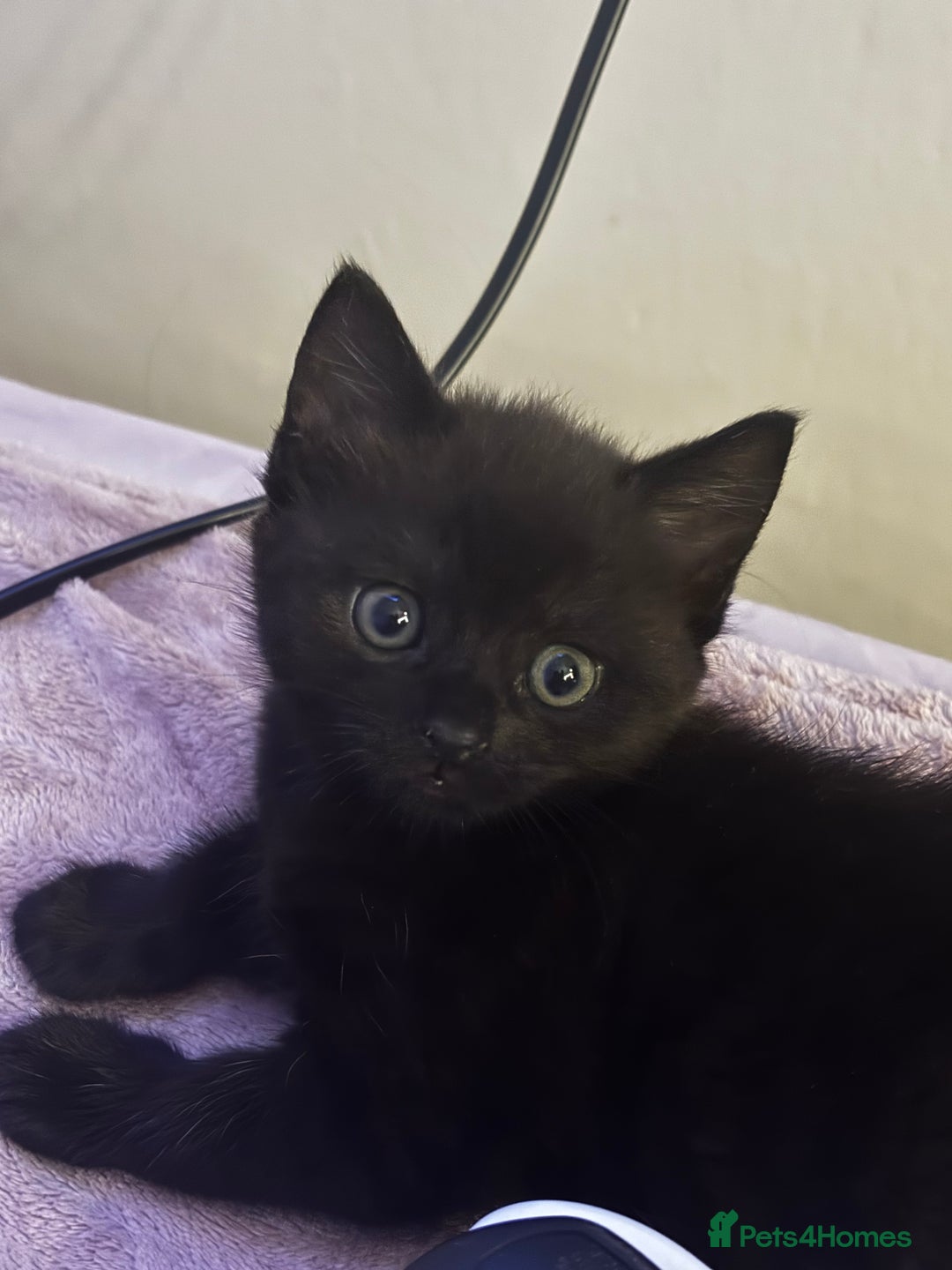 Mixed Breed cats for sale: Beautiful kittens for sale - Advert 9