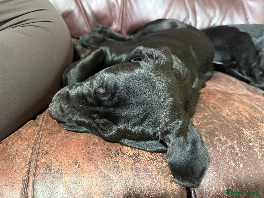 Mixed Breed dogs for sale: cane corso cross puppies  - Image 4