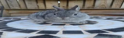 Netherland Dwarf rabbits for sale: Neverland dwalf - Advert 6