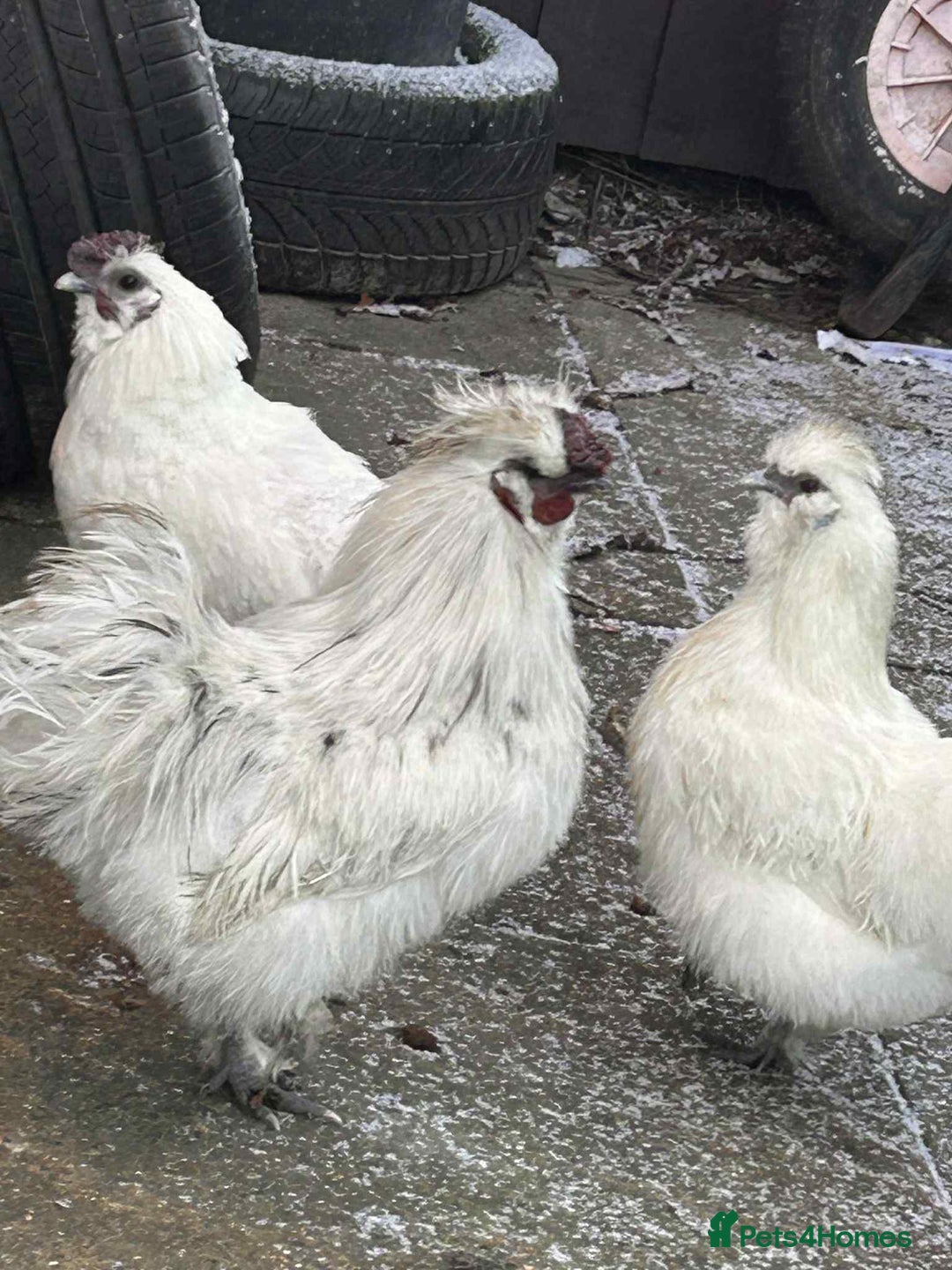 Chickens poultry for sale: Silkie chickens - Advert 2