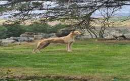 Mixed Breed dogs for sale: Beautiful bedlington whippet x lurcher puppies! - Image 16