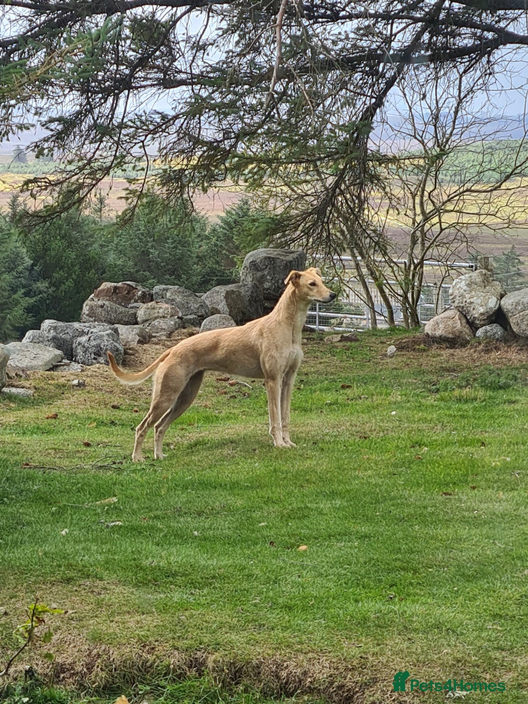 Mixed Breed dogs for sale: Beautiful bedlington whippet x lurcher puppies! - Image 16