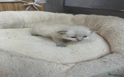 Mixed Breed cats for sale: Ragdolls/Persian Perdolls kittens  - Image 8