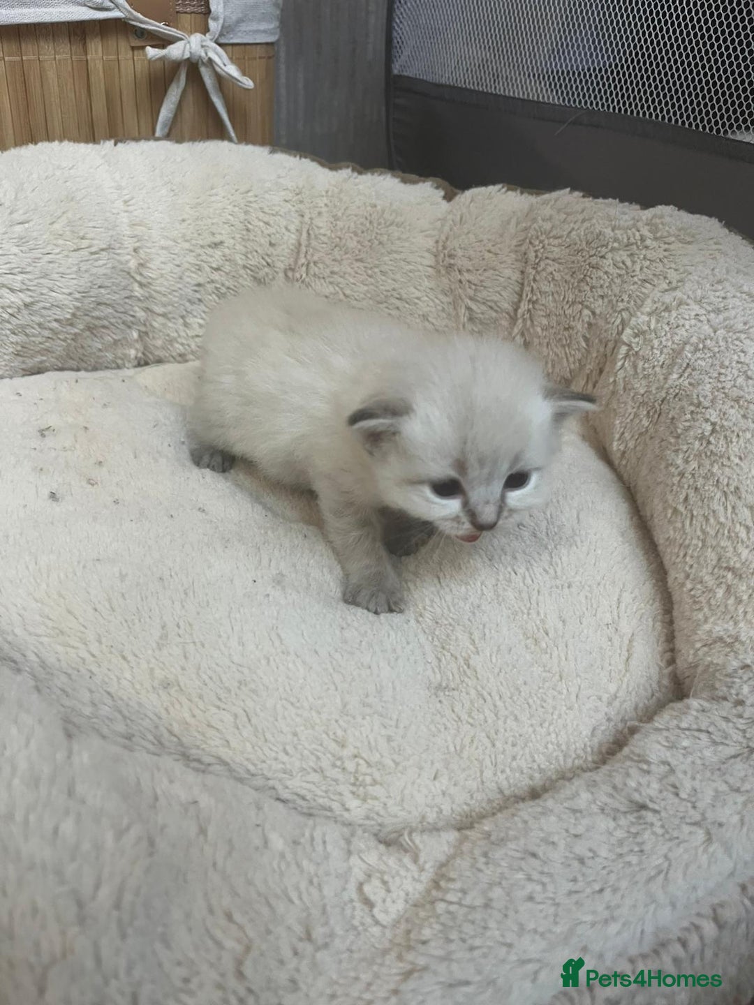 Mixed Breed cats for sale: Ragdolls/Persian Perdolls kittens  - Image 8