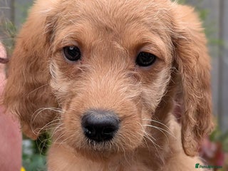 Australian Labradoodle dogs - Advert 1