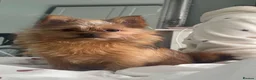 Mixed Breed dogs for sale: Chappie  - Advert 2