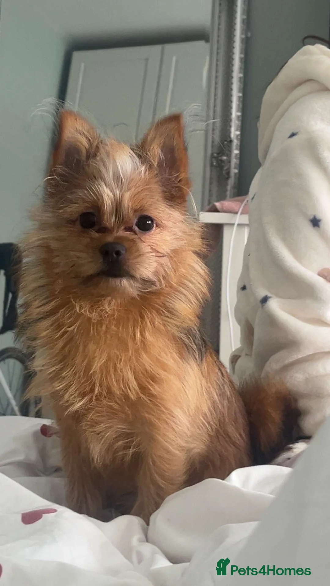 Mixed Breed dogs for sale: Chappie  - Advert 2