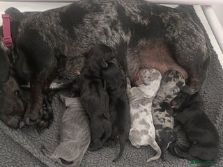 Dachshund dogs - Advert 1