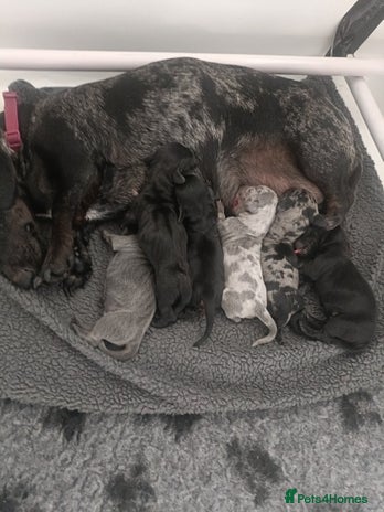 Dachshund dogs - Advert 1