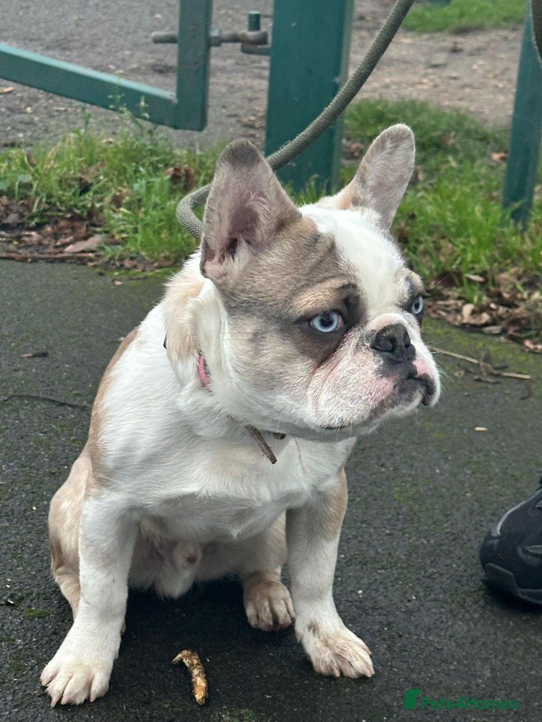 French Bulldog dogs for sale: Kc Reg Panda Husky Male French Bulldog for Sale - Advert 1