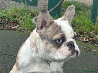 French Bulldog dogs Kc Reg Panda Husky Male French Bulldog for Sale - Advert 1