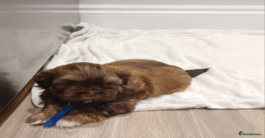 Shih Tzu dogs - Advert 4