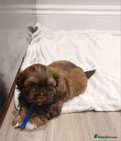 Shih Tzu dogs - Advert 9