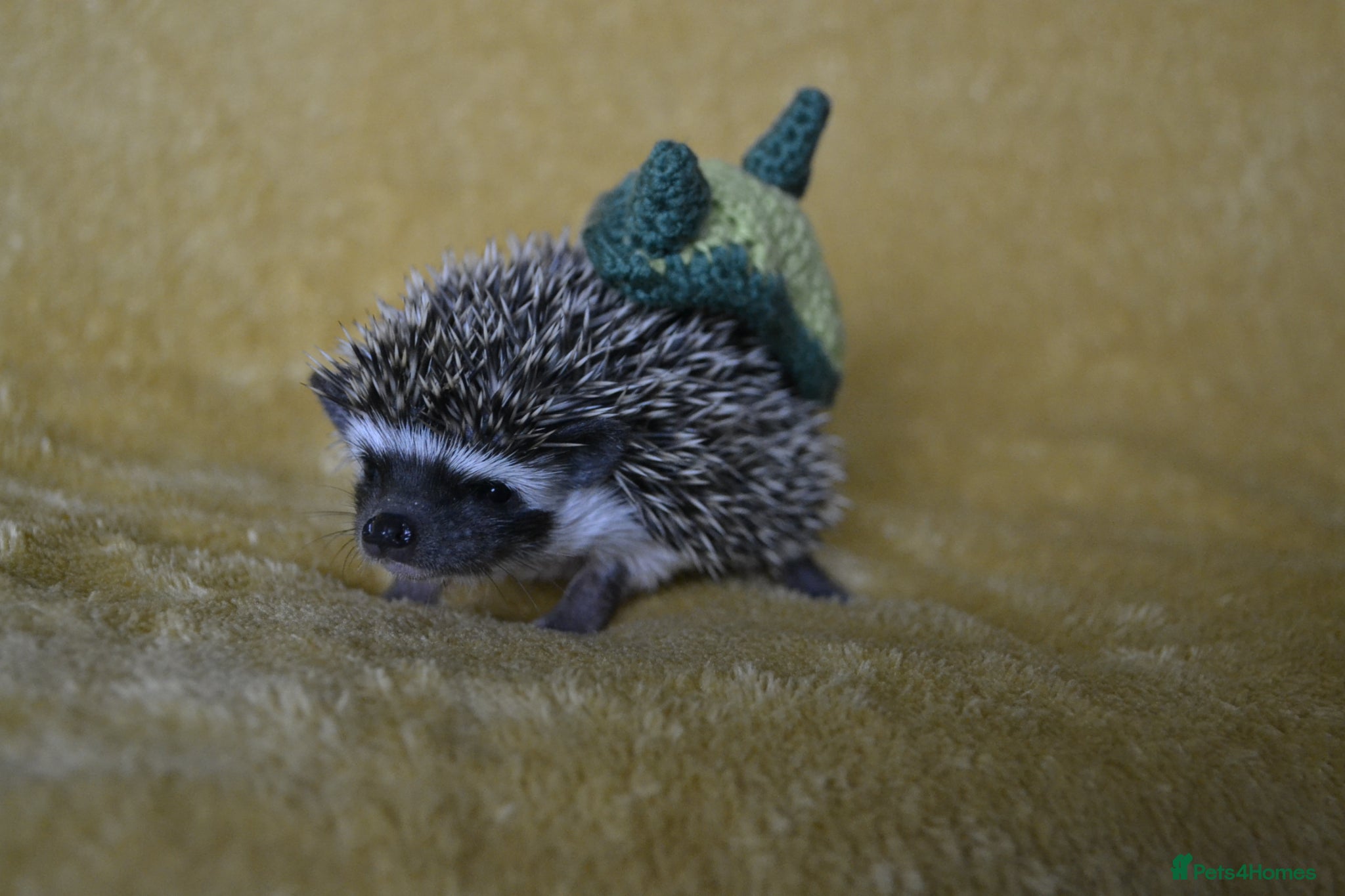 Pygmy Hedgehog rodents Pygmy hedgehogs, 1 boy left - Advert 1